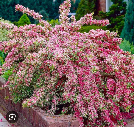 Krzewuszka Cudowna Brigela. Ogromna 3 letnia sadzonka. Różowe kwiaty. C3