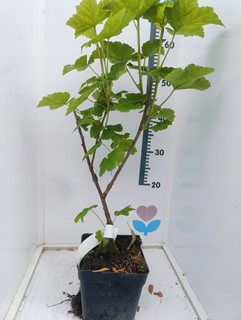 Porzeczka Rovada Duża roślina Sadzonka doniczka C2 Owoce Lipiec/Sierpień