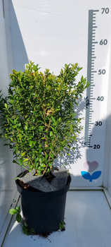 Bukszpan w doniczce C3 Duża sadzonka Zimozielony