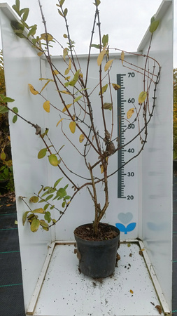 Jagoda kamczacka Ogromne sadzonki 2 szt Wojtek i 1 szt Zojka C2 100cm