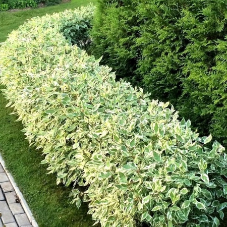 Dereń biały Elegantissima 120cm Ogromna sadzonka. Dwukolorowy. Na żywopłot