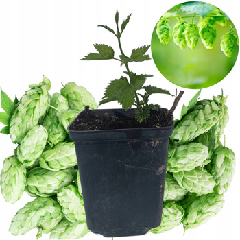 Chmiel Lubelski Szybko rosnący Piękny aromat Doniczka P9