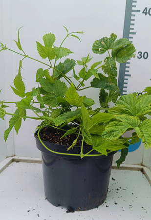 Chmiel Sybilla Polski chmiel Szybko Rosnący Doniczka 2 L Aromat