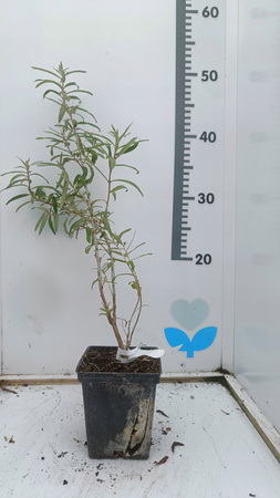 ROKITNIK NIVELENA w doniczce P9 – wysokość 60 cm – roślina owocowa