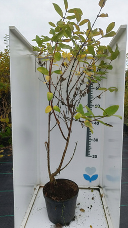 Jagoda kamczacka Ogromne sadzonki 2 szt Wojtek i 1 szt Zojka C2 100cm