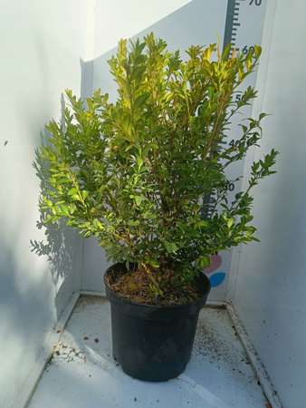 Bukszpan w doniczce C3 Duża sadzonka Zimozielony