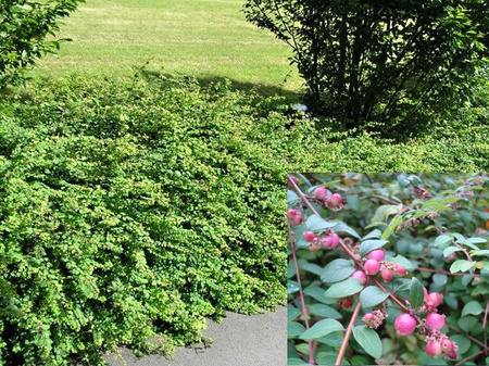 Śnieguliczka Hancock Ogromna 5 letnia sadzonka. Odporna roślina okrywowa