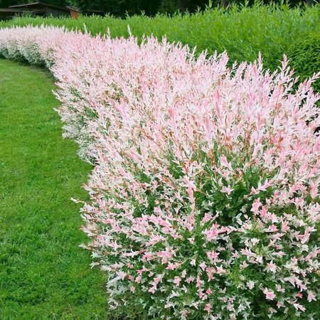 Wierzba japońska HAKURO NISHIKI. Forma krzewiasta Duża sadzonka 100cm