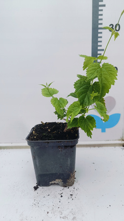 Chmiel na żywopłot Humulus Lupulus Szybko rosnący doniczka P9