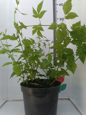 Chmiel Lubelski Szybko rosnący Doniczka 2 Litry Aromatyczny