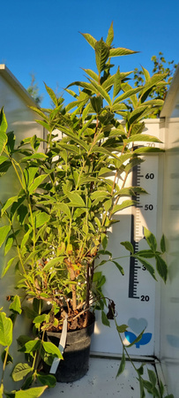 Krzewuszka Cudowna Brigela. Ogromna 3 letnia sadzonka. Różowe kwiaty. C3