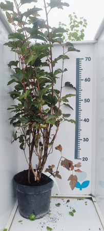 PĘCHERZNICA KALINOLISTNA RED BARON Ogromna sadzonka 1m c3. Kwitnie na biało