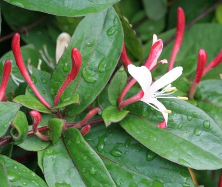 Wiciokrzew Japoński Purpurea doniczka P9 półzimozielony Purpurowe Liście