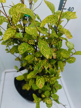 Wiciokrzew japoński Aureoreticulata Duża sadzonka doniczka C3