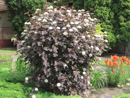 PĘCHERZNICA KALINOLISTNA RED BARON Ogromna sadzonka 1m c3. Kwitnie na biało