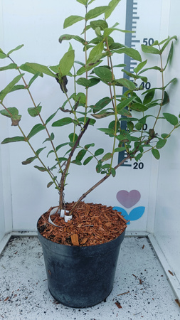 Jagoda kamczacka sadzonka 2 szt Wojtek i Zojka C2 4-letnia Duża