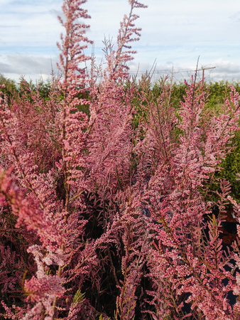 Tamaryszek Piękny różowe kwiaty !100cm Duża sadzonka XXL C3. Oryginalny !