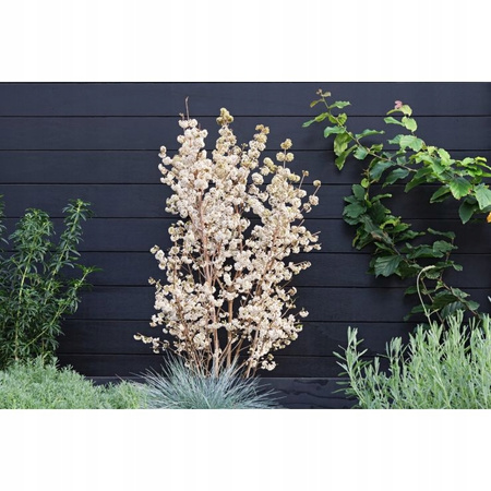 Callicarpa bodinieri Magical Snowstar Pięknotka Bodiniera-C7 120cm Ogromna