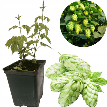 Chmiel Magnum sadzonka chmielu Goryczkowego Doniczka P9