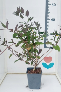 Wiciokrzew Japoński Purpurea doniczka P9 półzimozielony Purpurowe Liście