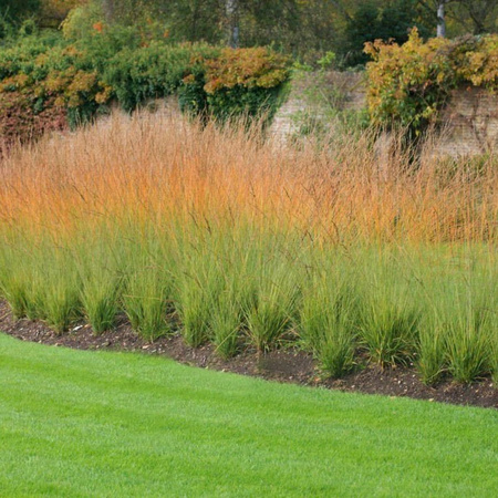 Molinia Moorflamme Trzęślica modra.Niska, zwarta trawa preriowa,Niebanalna