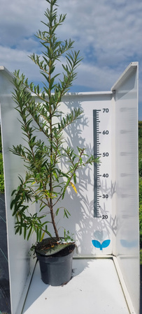 Rokitnik samopylny Friesdorfer Orange Słodkie owoce Duży doniczka C2 70cm