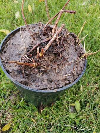 Chmiel Sybilla Polski chmiel Szybko Rosnący Doniczka 2 L Aromat