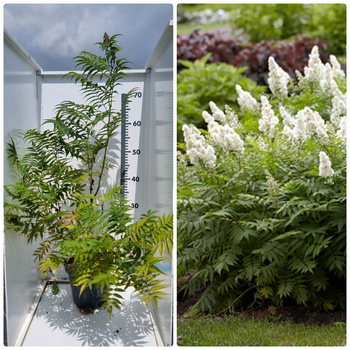 Tawlina jarzębolistna, Sorbaria– Piękne kwiaty, ogromna sadzonka 100cm