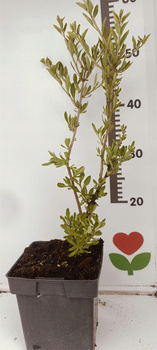 Jagoda Goji - Kolcowój. Owocująca doniczka C2 Ogromna sadzonka 100cm