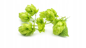 Chmiel Lubelski Szybko rosnący Doniczka 2 Litry Aromatyczny