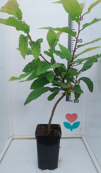 Kasztan jadalny Ładna Sadzonka Jadalne Kasztany