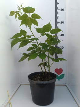 Malina czerwona Norna Duży Plon Owoce Lipiec/Sierpień Duże Soczyste