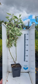 Dereń biały Elegantissima 120cm Ogromna sadzonka. Dwukolorowy. Na żywopłot