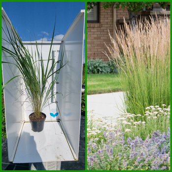 Karl Foerster - Trzcinnik ostrokwiatowy. Trawa ozdobna. Duża sadzonka 60cm.